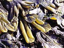seaweed.jpg
